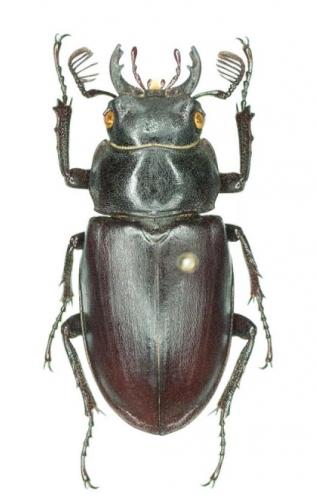 Pseudolucanus sp.